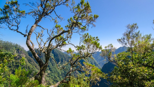 Vistas del Parque Natural de Ribeiro Frio