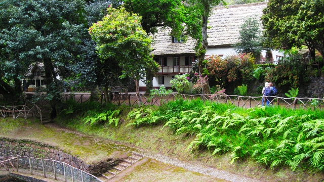 Vegetación de Madeira