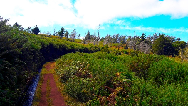 Vegetación Laurissilva