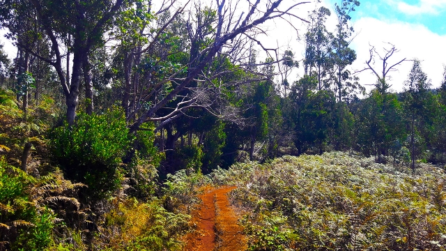 Bosque de Laurissilva