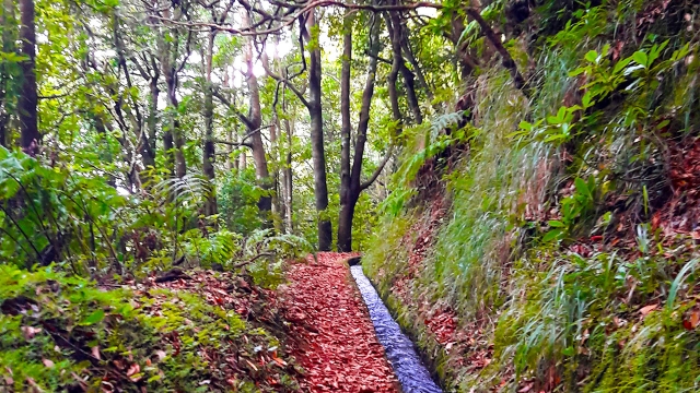Levada do Moinho
