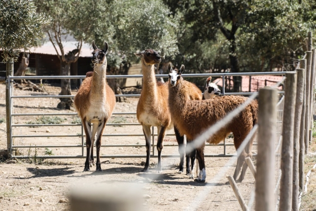 Animales de la granja