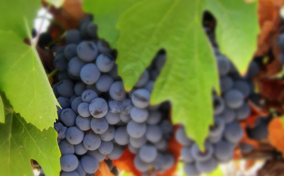 Uva de la cosecha Uva de la cosecha