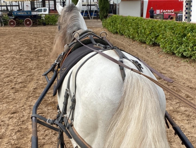 A las riendas del caballo