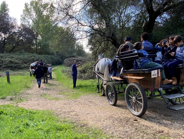 Paseo en carro