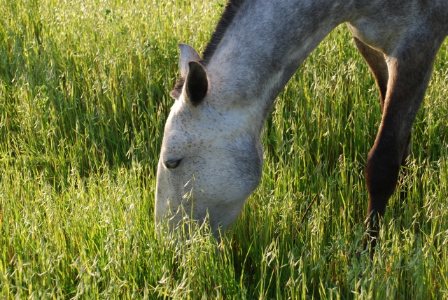 Caballos lusitanos