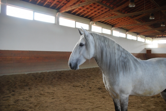 Caballo lusitano en el picadero