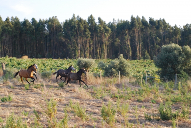 Caballos en plena naturaleza portuguesa