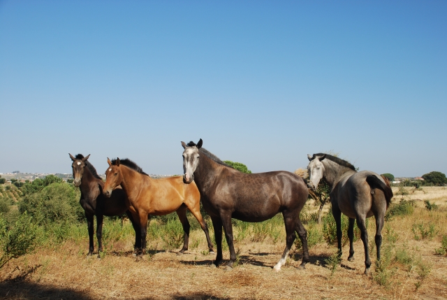 Caballos lusitanos