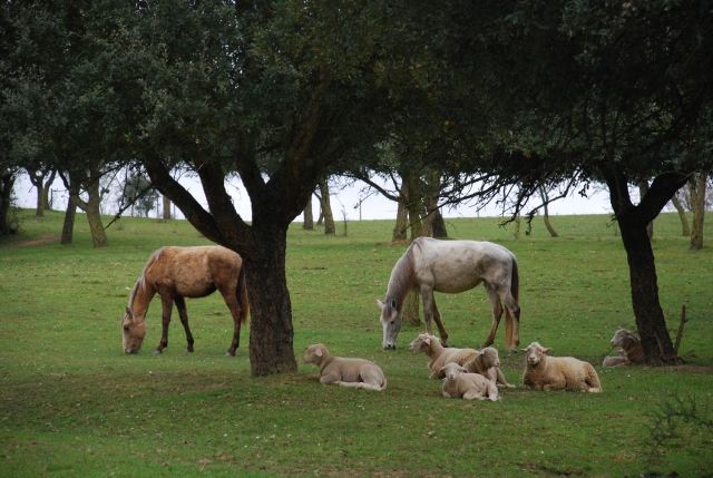 Caballos en el campo
