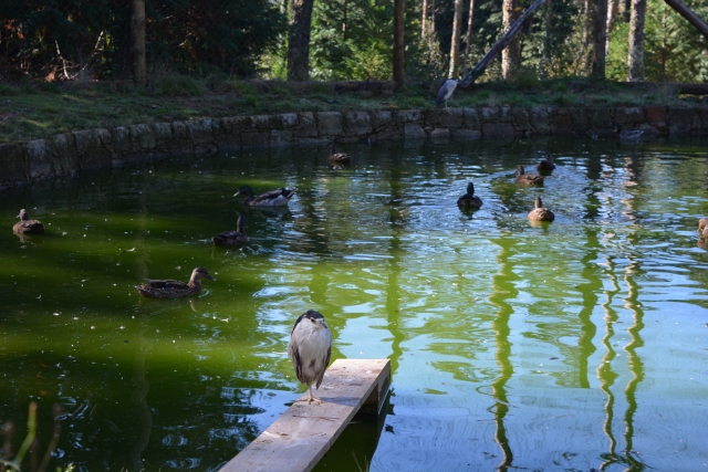 Lagos y especies del parque zoológico