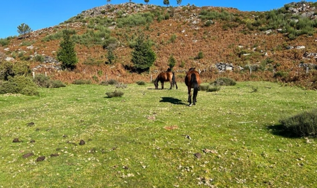 Caballos para el área natural 