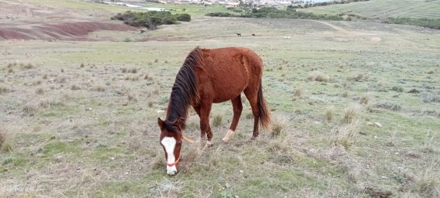 Uno de nuestros caballos pastando en la hierba