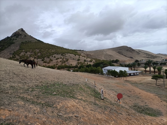 Un solitario caballo cerca de nuestro centro ecuestre