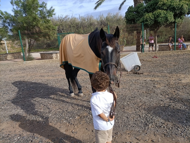 Un niño pequeño sosteniendo las riendas del caballo con determinación