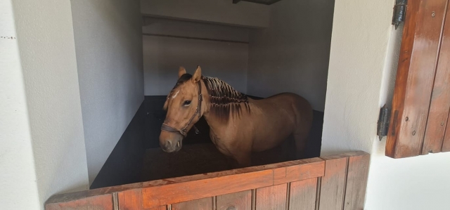 Uno de nuestros nobles caballos en el establo