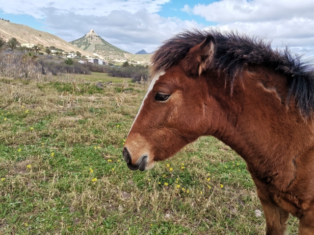 Un precioso caballo marrón de perfil
