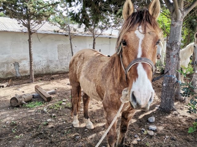 Un caballo descansando en nuestras instalaciones