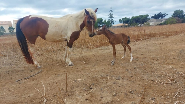 Un caballo adulto junto a su hijo recién nacido