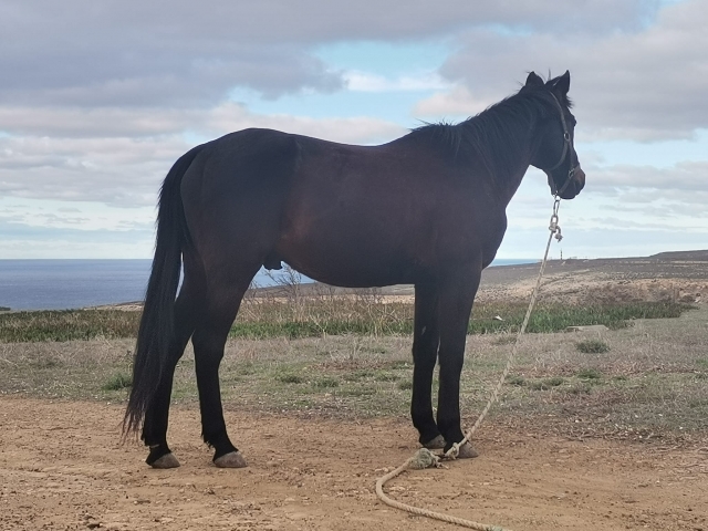 ¿Puede existir un animal más noble que un caballo?