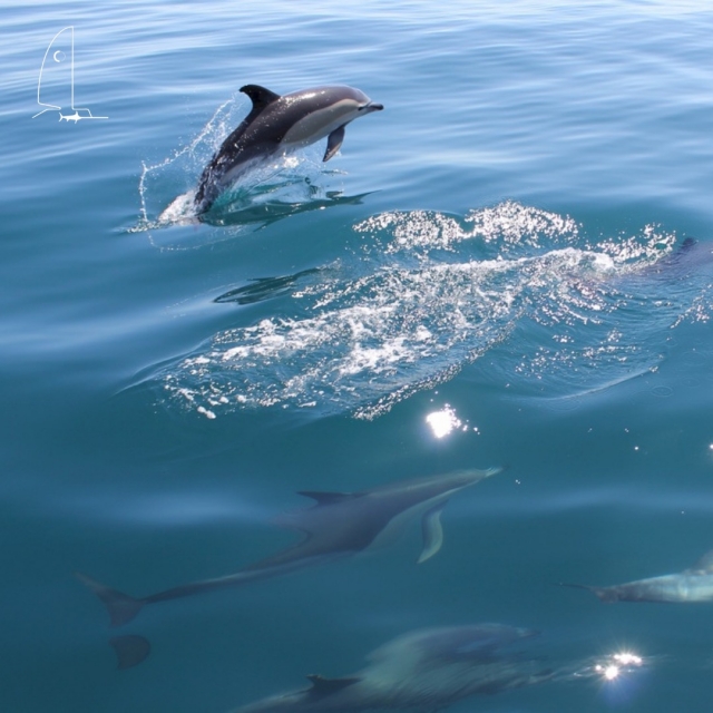 Avistando delfines 