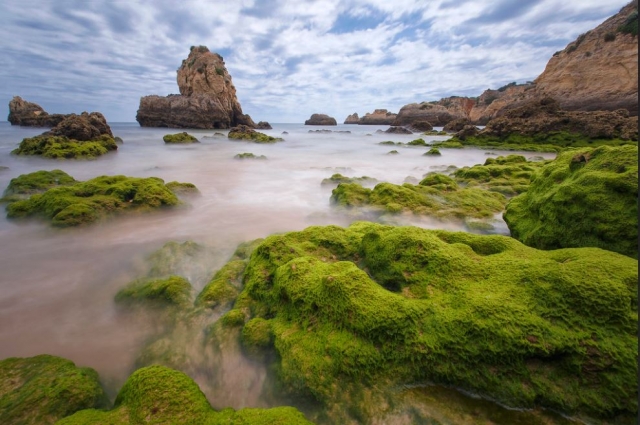 El característico tono verde de las plantas salinas de esta zona
