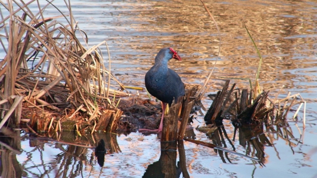 Pájaros que habitan en Ría Formosa