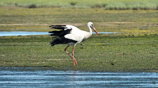Avistamiento de aves duranle la excursión