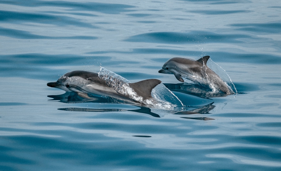 Avistando cetáceos por la Costa de Troia Avistando cetáceos por la Costa de Troia