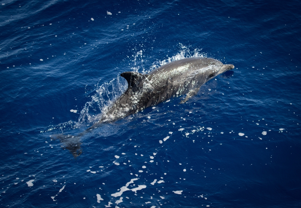 Avistando delfines por el Atlántico Avistando delfines por el Atlántico