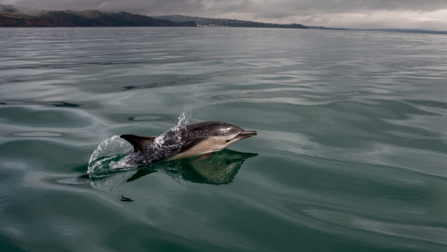 Delfines nadando por la Costa de la Arrábida