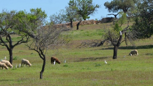 De safari en el Algarve
