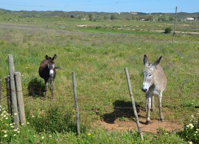 Dos burros