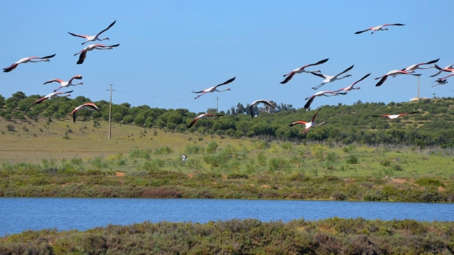Echando a volar