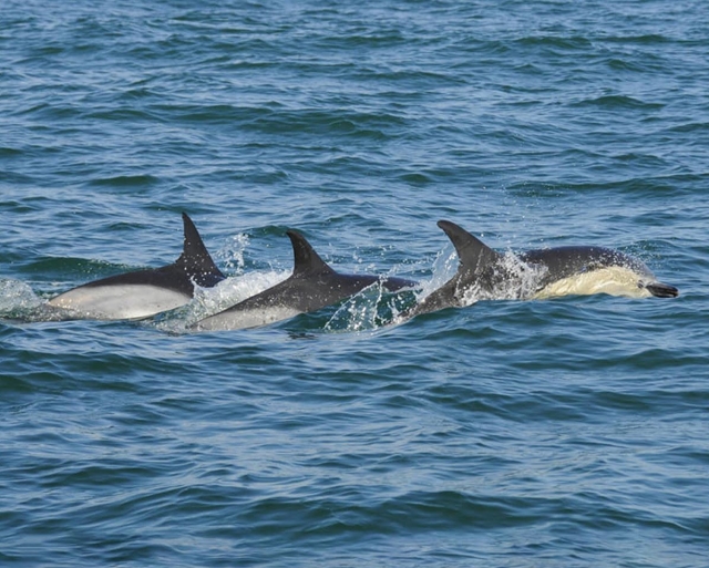 Tres delfines alineados a punto de sumergirse en el agua