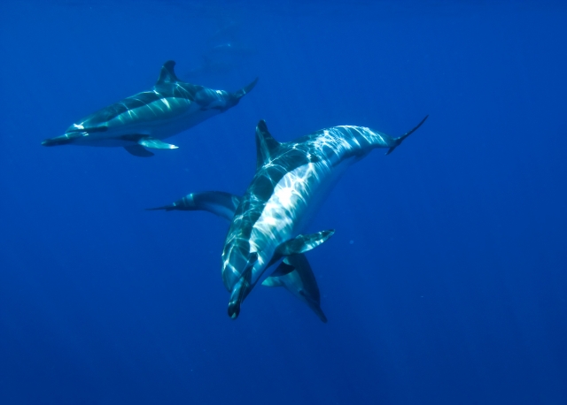 Delfines bajo el mar