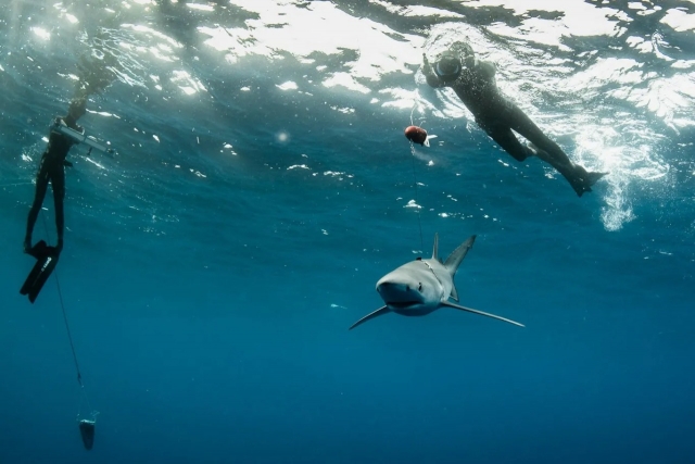 Inmersión de buceo en las Azores