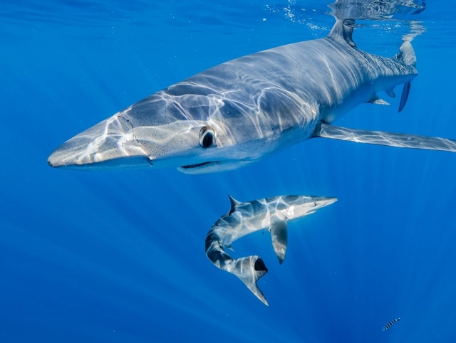 Tiburones azules en las profundidades de las Azores