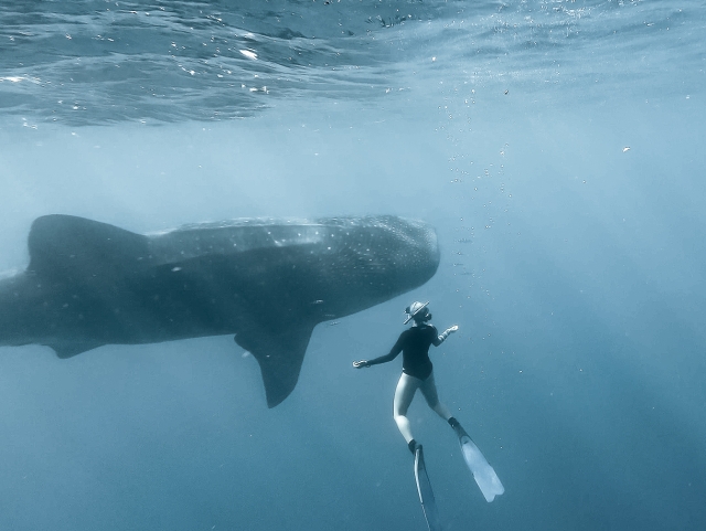 Tiburones ballenas en el fondo del Atlántico