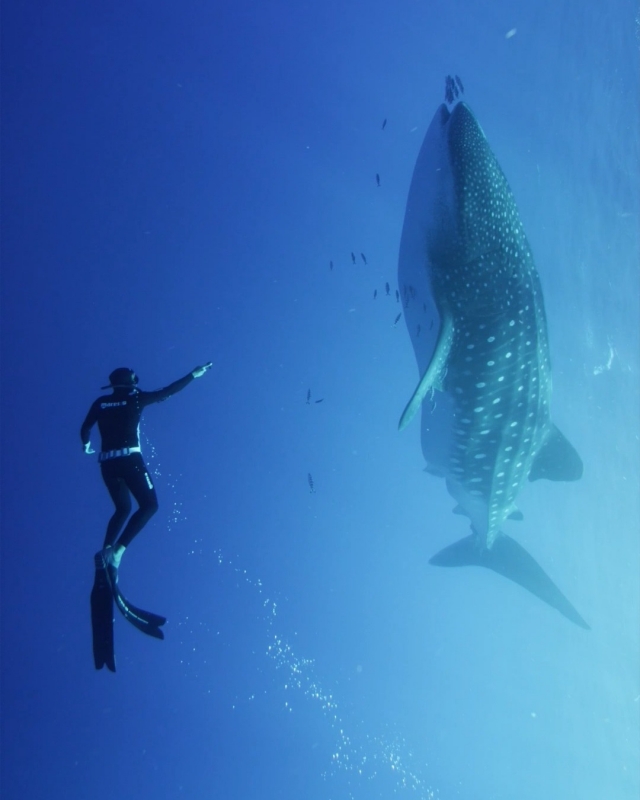 Inmersión de buceo con tiburones