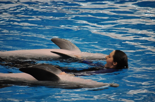 Nadando con delfines