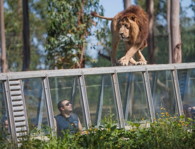 Ve de primera mano los leones de asia