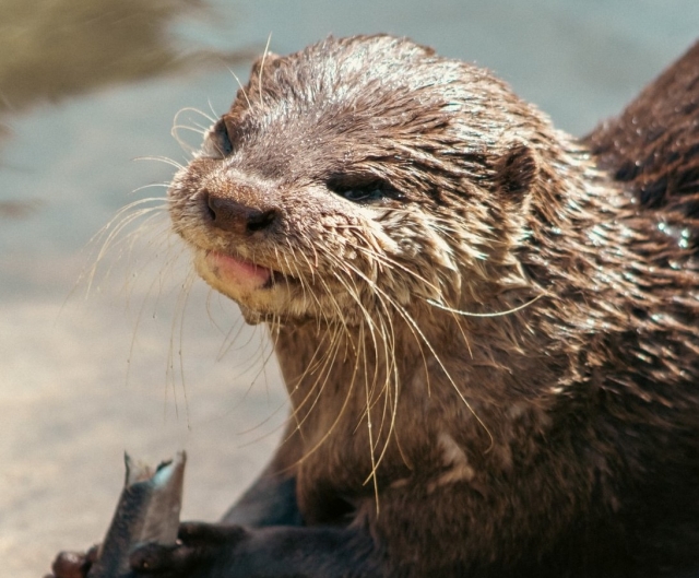 Más de 600 animales en nuestras instalaciones