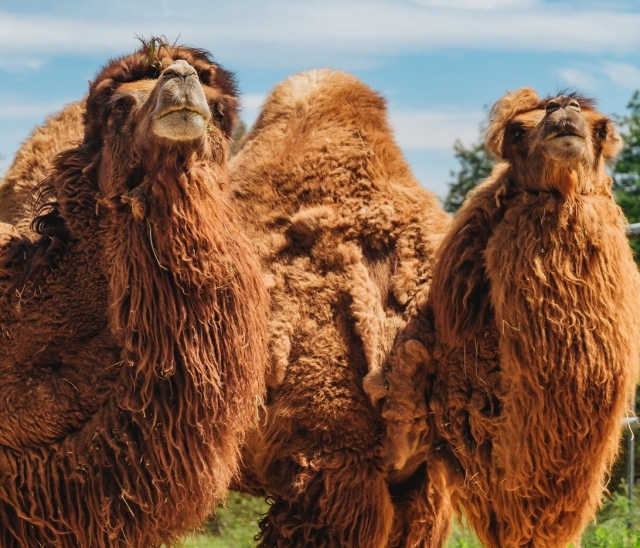 Parque zoológico en el norle de Oporto
