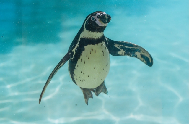 Pingüinos 
