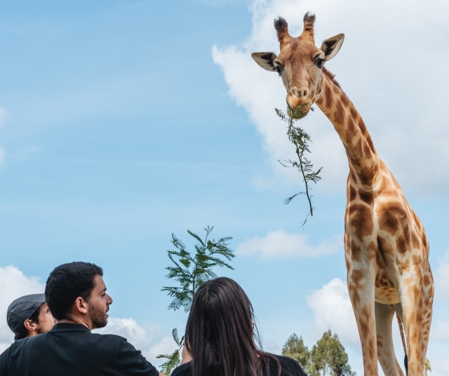 Disfruta de la compañía de jirafas en Oporto
