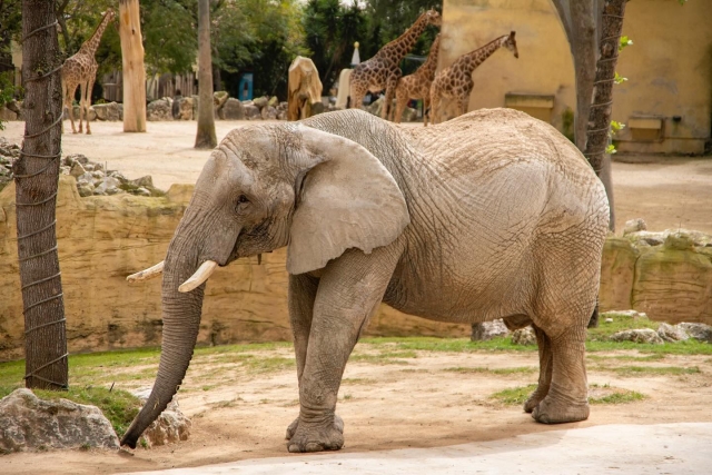 Elefale en la Savana