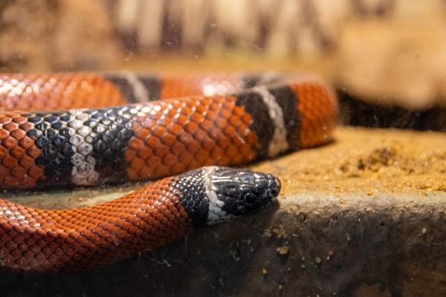 Casa de los reptiles