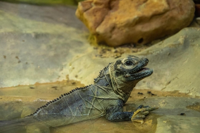 Iguana casa de los reptiles