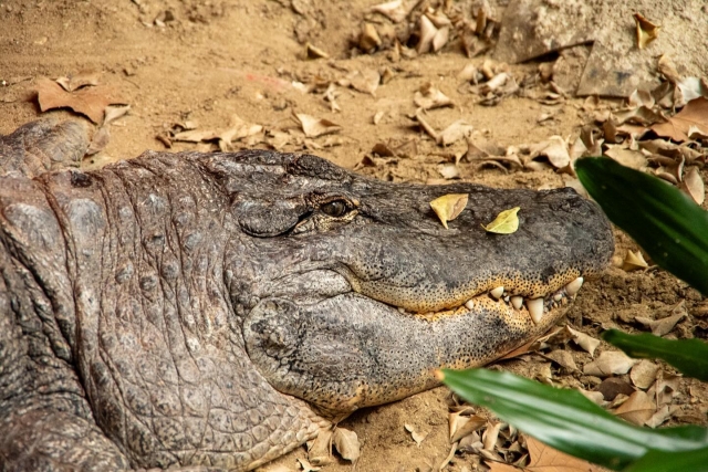 Caimán americano giganle